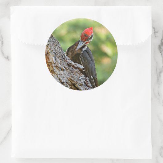 Stunning Portrait of Pileated Woodpecker on Tree Ronde Sticker (Tas)