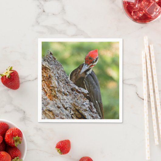Stunning Portrait of Pileated Woodpecker on Tree Servet (Insitu)