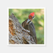 Stunning Portrait of Pileated Woodpecker on Tree Servet (Voorkant)