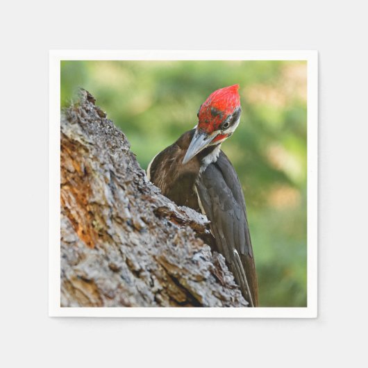 Stunning Portrait of Pileated Woodpecker on Tree Servet (Voorkant)