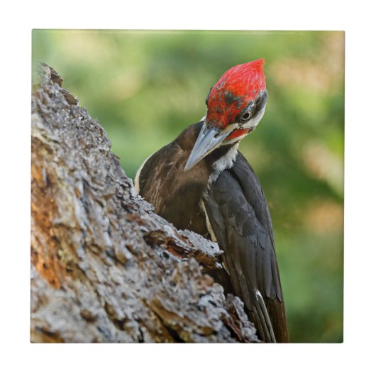 Stunning Portrait of Pileated Woodpecker on Tree Tegeltje (Voorkant)