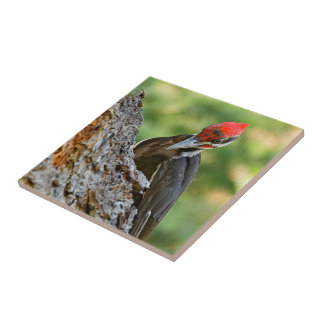 Stunning Portrait of Pileated Woodpecker on Tree Tegeltje