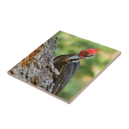 Stunning Portrait of Pileated Woodpecker on Tree Tegeltje (Zijkant)