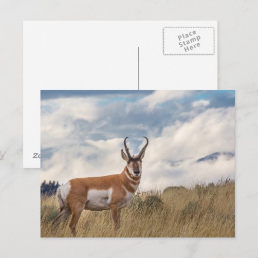 Stunning Pronghorn Briefkaart (Voorkant / Achterkant)