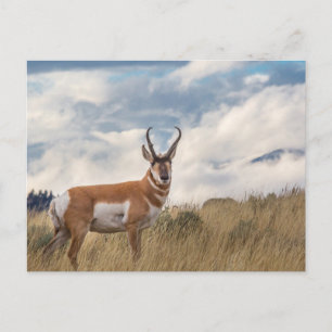 Stunning Pronghorn Briefkaart