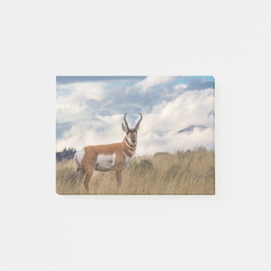 Stunning Pronghorn Post-it® Notes (Voorkant)