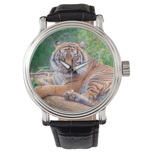Stunning Reclining Tiger Photograph Horloge (Voorkant)