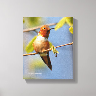 Stunning Rufous Hummingbird in Sun Canvas Afdruk