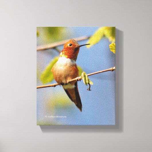 Stunning Rufous Hummingbird in Sun Canvas Afdruk (Voorkant)