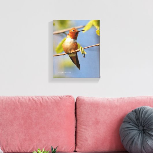 Stunning Rufous Hummingbird in Sun Canvas Afdruk (Insitu (Woonkamer))