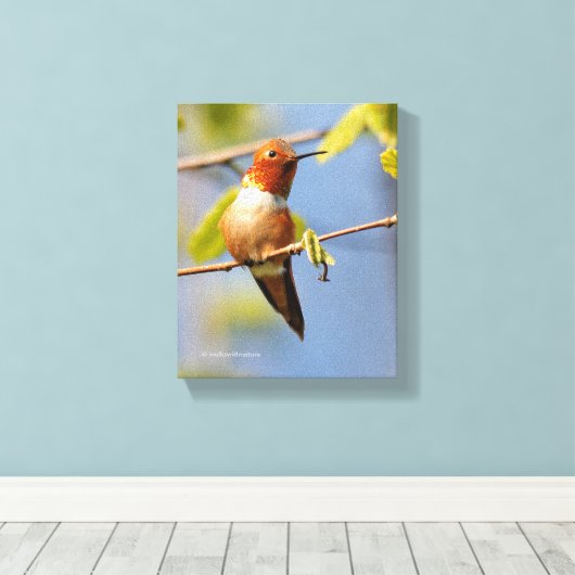 Stunning Rufous Hummingbird in Sun Canvas Afdruk (Insitu (Houten vloer))