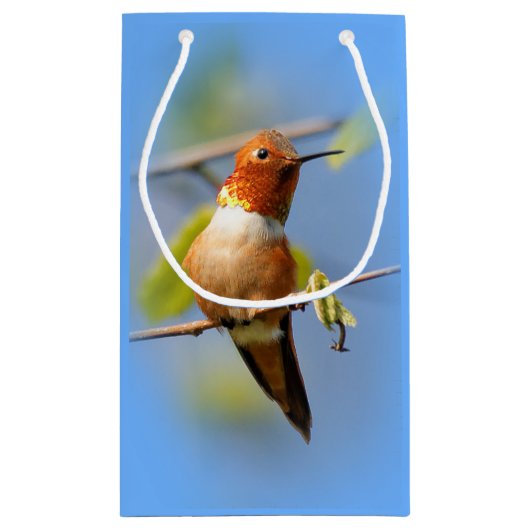 Stunning Rufous Hummingbird in Sun Klein Cadeauzakje (Achterkant)