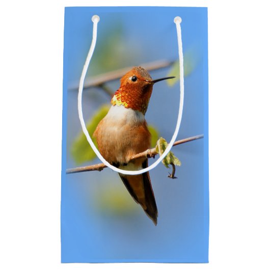 Stunning Rufous Hummingbird in Sun Klein Cadeauzakje (Voorkant)