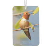 Stunning Rufous Hummingbird in Sun Luchtverfrisser (Achterkant)