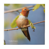 Stunning Rufous Hummingbird in Sun Tegeltje (Voorkant)