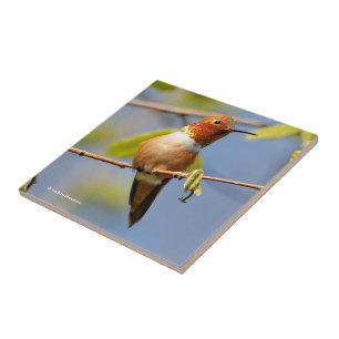 Stunning Rufous Hummingbird in Sun Tegeltje