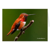 Stunning Rufous Hummingbird on Cherry Branch (Voorkant Horizontaal)
