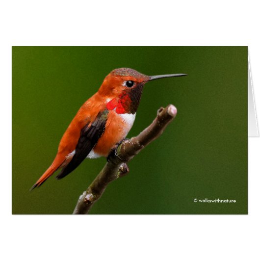 Stunning Rufous Hummingbird on Cherry Branch (Voorkant Horizontaal)