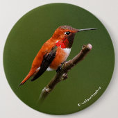 Stunning Rufous Hummingbird on Cherry Branch Ronde Button 6,0 Cm (Voorkant)