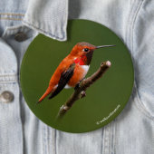 Stunning Rufous Hummingbird on Cherry Branch Ronde Button 6,0 Cm (In situ)