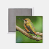 Stunning Rufous Hummingbird on Twining Vines Magneet (Voorkant / Achterkant)