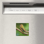 Stunning Rufous Hummingbird on Twining Vines Magneet (Insitu (Vaatwasser))