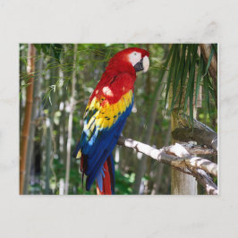Stunning Scarlet Macaw Parrot Feestdagenkaart