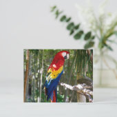 Stunning Scarlet Macaw Parrot Feestdagenkaart (Staand voorkant)