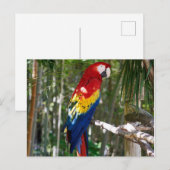 Stunning Scarlet Macaw Parrot Feestdagenkaart (Voorkant / Achterkant)