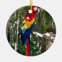 Stunning Scarlet Macaw Parrot