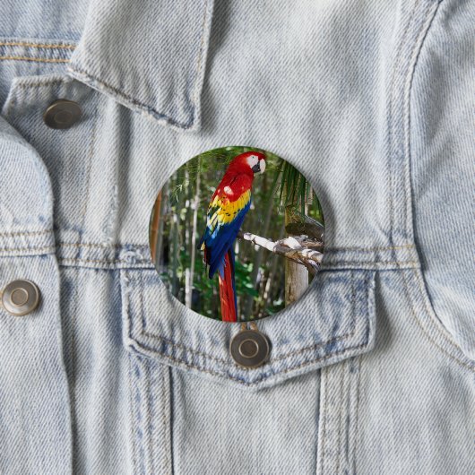 Stunning Scarlet Macaw Parrot Ronde Button 7,6 Cm (In situ)