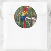 Stunning Scarlet Macaw Parrot Ronde Sticker (Tas)