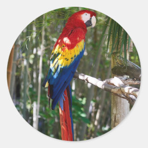 Stunning Scarlet Macaw Parrot Ronde Sticker