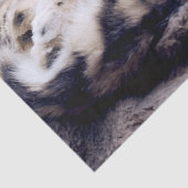 Stunning Snow Leopard Lying Down Tissuepapier (Detail)