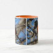 Stunning Spotted Towee Songbird on Branch Mok (Midden)