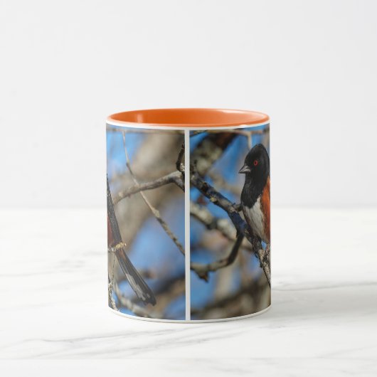 Stunning Spotted Towee Songbird on Branch Mok (Midden)