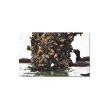 Stunning Surf Scoters Zee-eenden Voeden bij Laag T