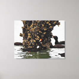 Stunning Surf Scoters Zee-eenden Voeden bij Laag T Canvas Afdruk