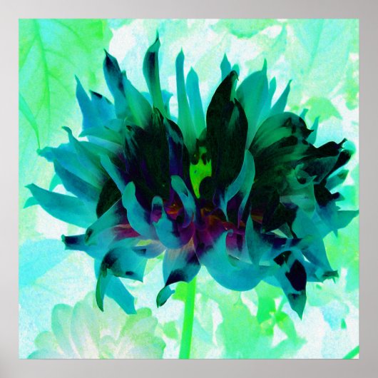 Stunning Teal and Black Cactus Dahlia Poster (Voorkant)