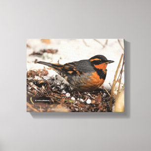 Stunning Varied Thrush Zangvogel in de Sneeuw Canvas Afdruk