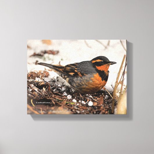 Stunning Varied Thrush Zangvogel in de Sneeuw Canvas Afdruk (Voorkant)