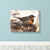 Stunning Varied Thrush Zangvogel in de Sneeuw Canvas Afdruk (Insitu (Houten vloer))