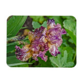 Stunning Variegated Iris Blossom Magneet (Horizontaal)