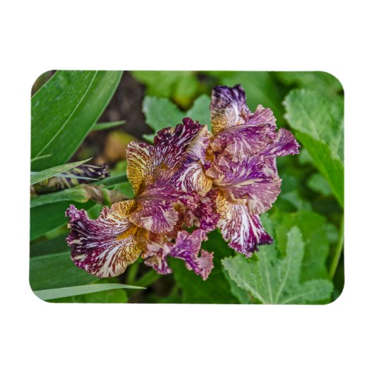 Stunning Variegated Iris Blossom Magneet (Horizontaal)