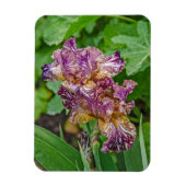 Stunning Variegated Iris Blossom Magneet (Verticaal)