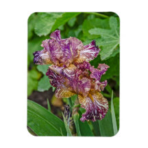 Stunning Variegated Iris Blossom