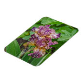 Stunning Variegated Iris Blossom Magneet (Linkerzijde)