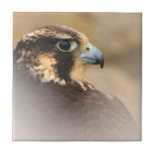 Stunning Vigneted Peregrine Falcon Tegeltje (Voorkant)