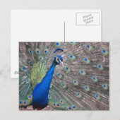 Stunning Vintage Peacock Briefkaart (Voorkant / Achterkant)