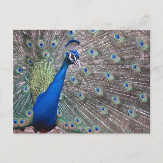 Stunning Vintage Peacock Briefkaart (Voorkant)